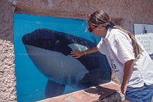 orca in captivity